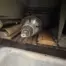 Used SCM M3 Multi Rip Saw